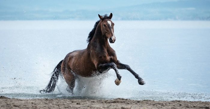 Protect your horse’s health with these 9 tips